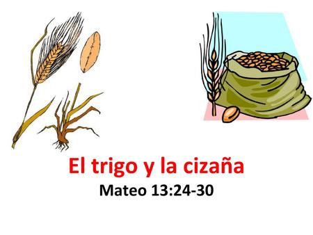 El trigo y la cizaña Mateo 13:24-30