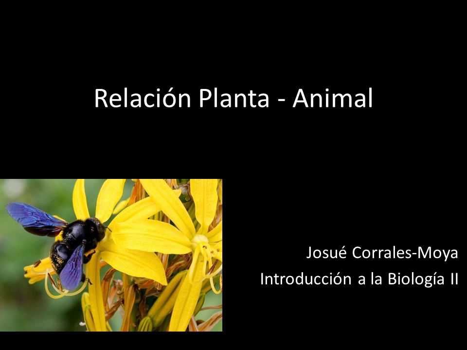 Relación Planta - Animal - ppt video online descargar
