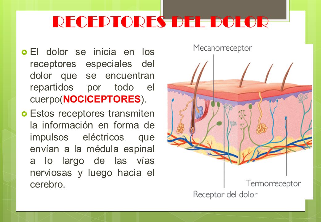 RECEPTORES DEL DOLOR El dolor se inicia en los receptores especiales del dolor que se encuentran repartidos por todo el cuerpo(NOCICEPTORES).