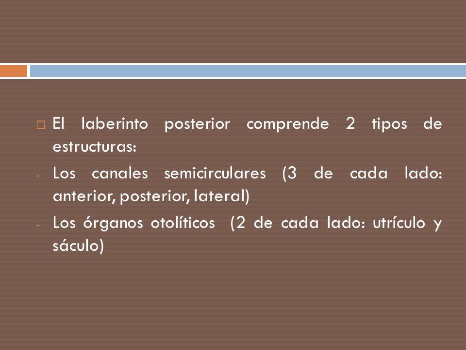 El laberinto posterior comprende 2 tipos de estructuras: