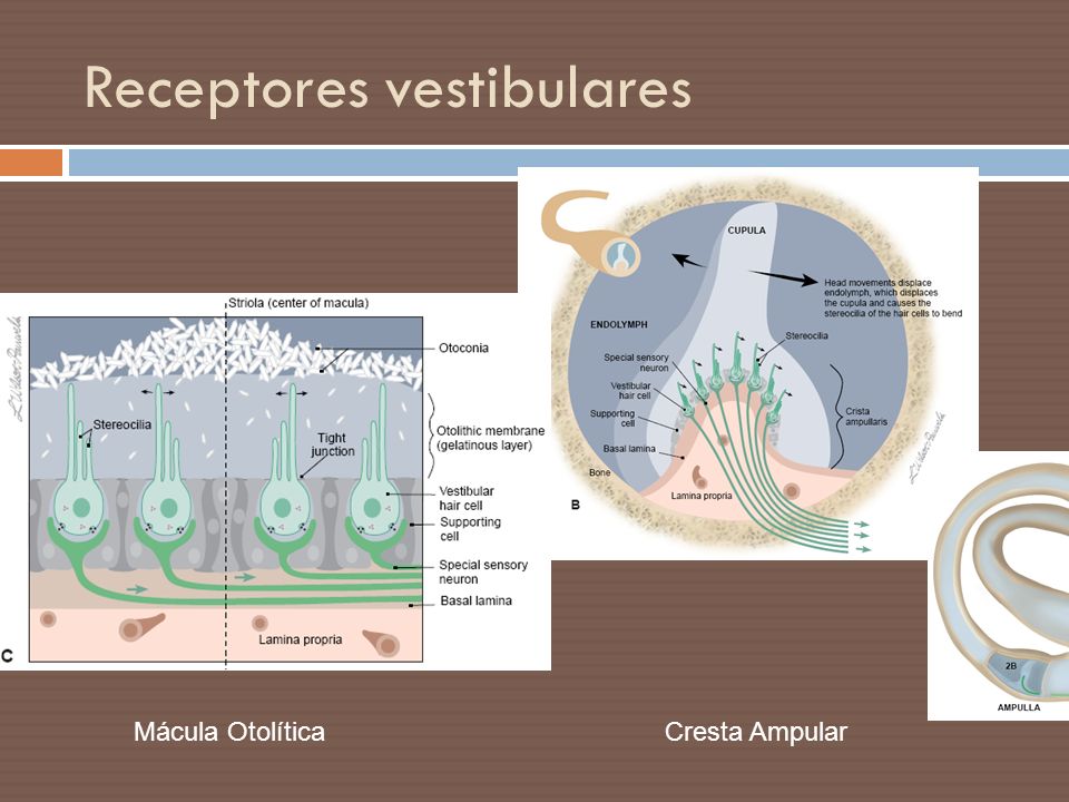 Receptores vestibulares