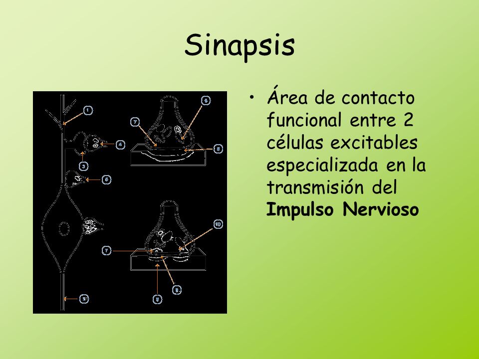 Sinapsis Área de contacto funcional entre 2 células excitables especializada en la transmisión del Impulso Nervioso.