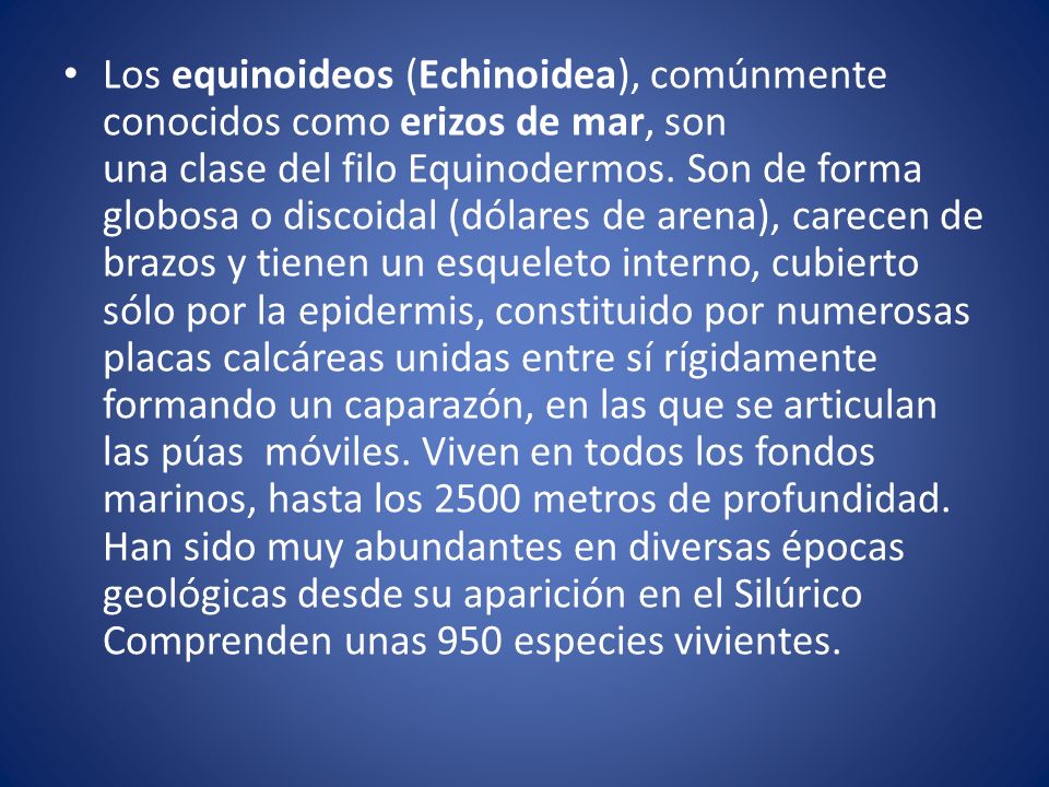 Los equinoideos (Echinoidea), comúnmente conocidos como erizos de mar, son una clase del filo Equinodermos.