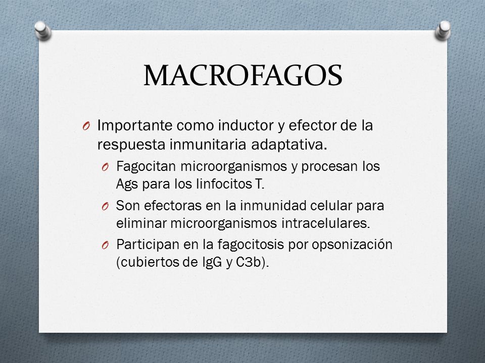 MACROFAGOS Importante como inductor y efector de la respuesta inmunitaria adaptativa.