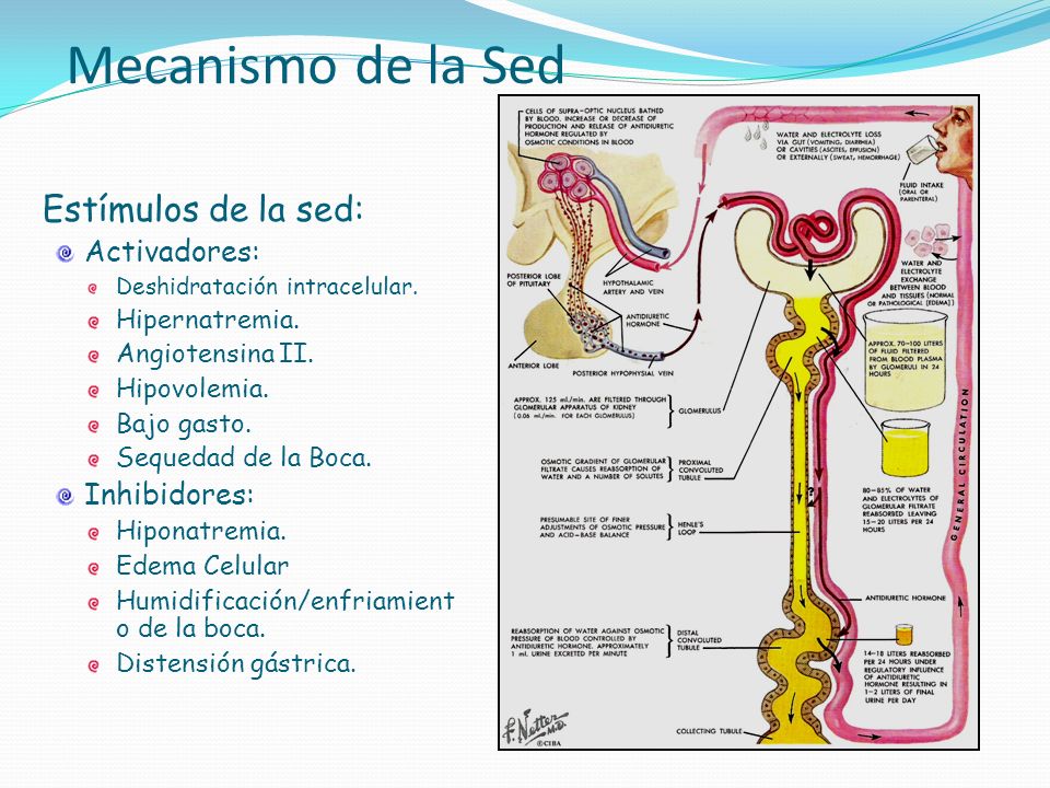 Mecanismo de la Sed Estímulos de la sed: Activadores: Inhibidores: