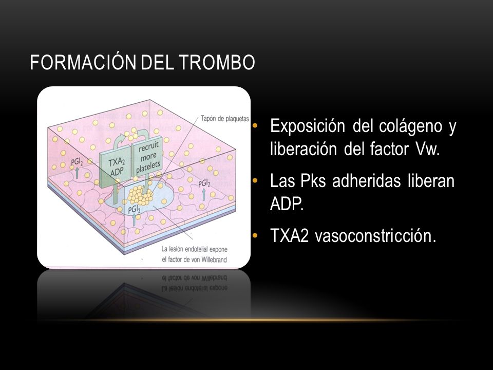 FORMACIÓN DEL TROMBO Exposición del colágeno y liberación del factor Vw. Las Pks adheridas liberan ADP.