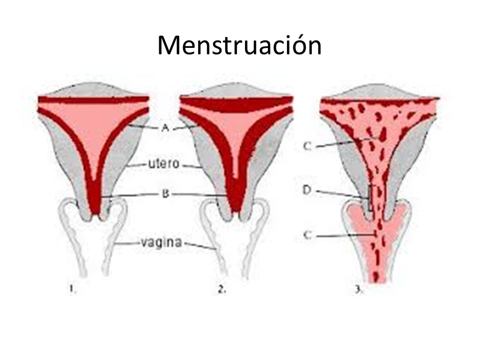 Menstruación duracion