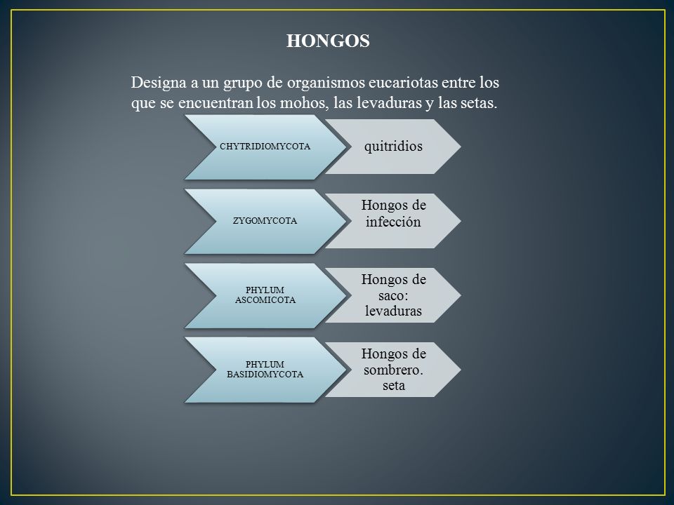 HONGOS Designa a un grupo de organismos eucariotas entre los que se encuentran los mohos, las levaduras y las setas.