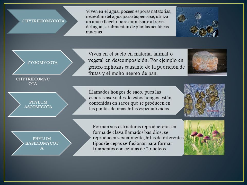 Viven en el agua, poseen esporas natatorias, necesitan del agua para dispersarse, utiliza un único flagelo para impulsarse a través del agua, se alimentan de plantas acuáticas muertas