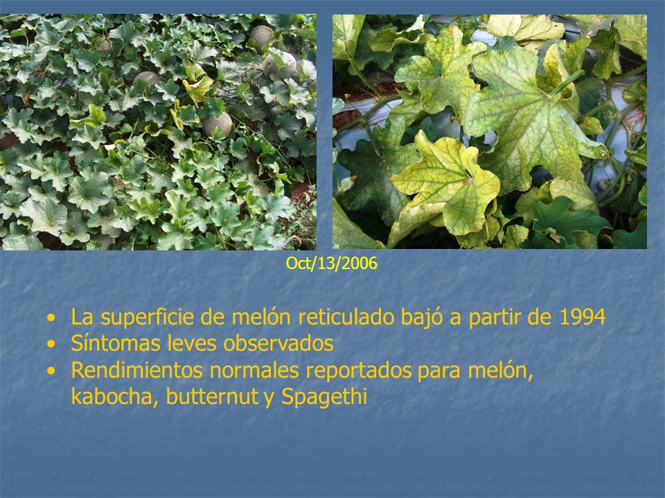 La superficie de melón reticulado bajó a partir de 1994