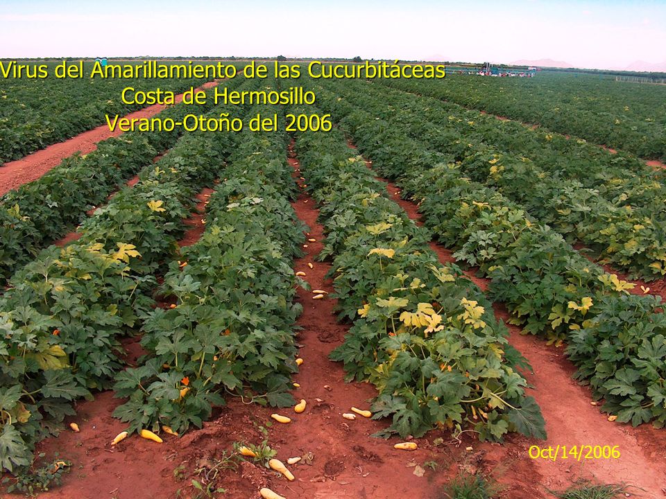 Oct/14/2006 Virus del Amarillamiento de las Cucurbitáceas Costa de Hermosillo Verano-Otoño del 2006