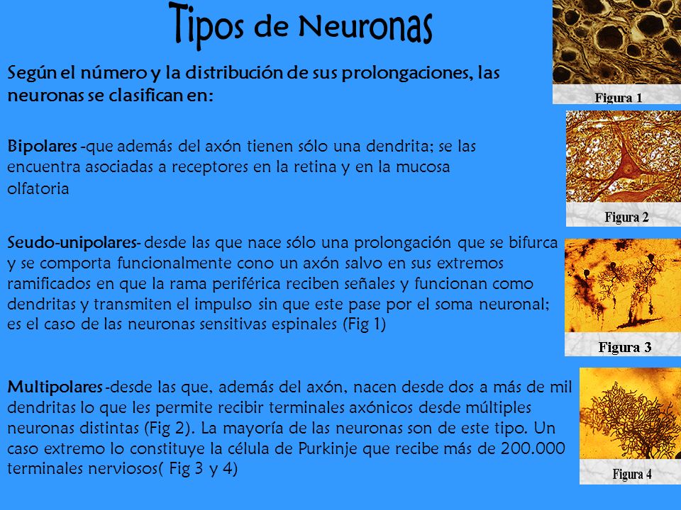 Tipos de Neuronas Según el número y la distribución de sus prolongaciones, las neuronas se clasifican en:
