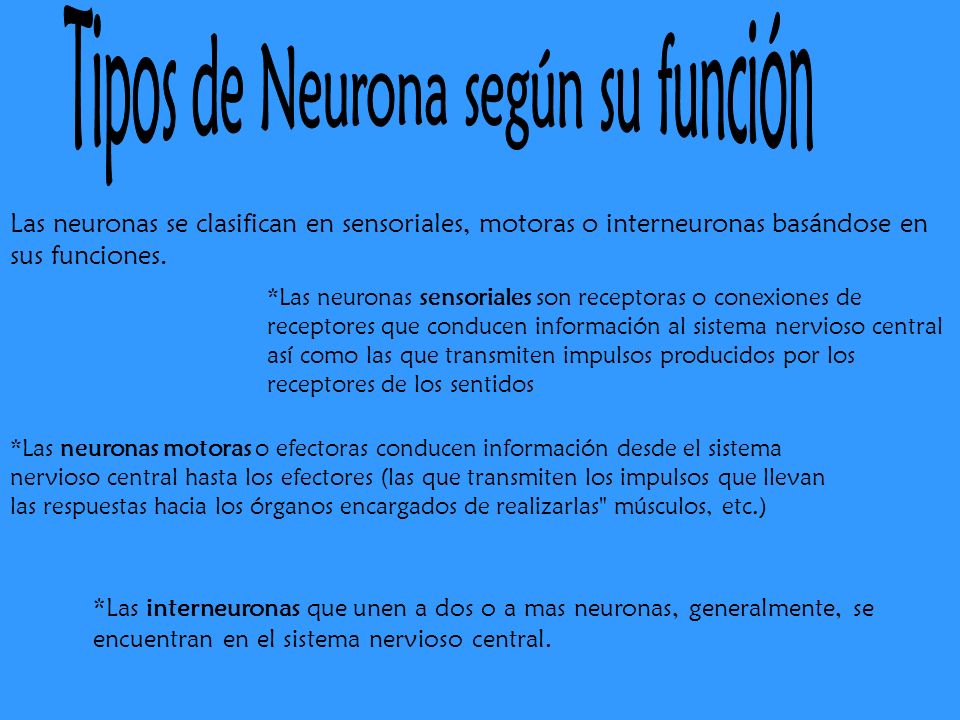 Tipos de Neurona según su función