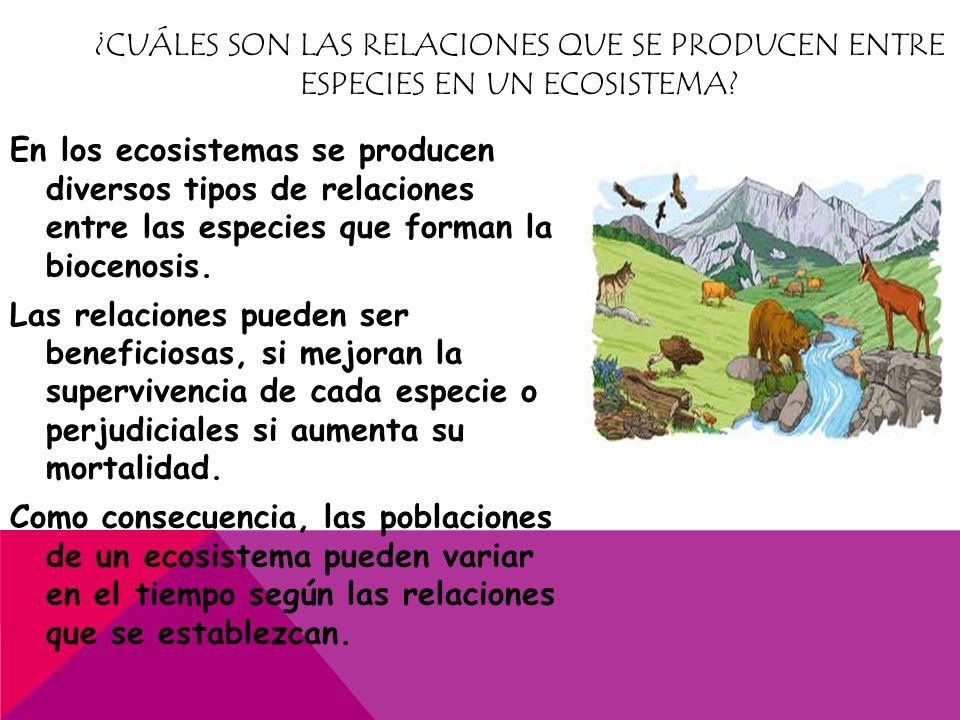 ¿Cuáles son las relaciones que se producen entre especies en un ecosistema