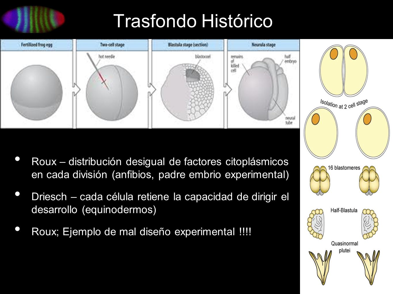Trasfondo Histórico Roux – distribución desigual de factores citoplásmicos en cada división (anfibios, padre embrio experimental)