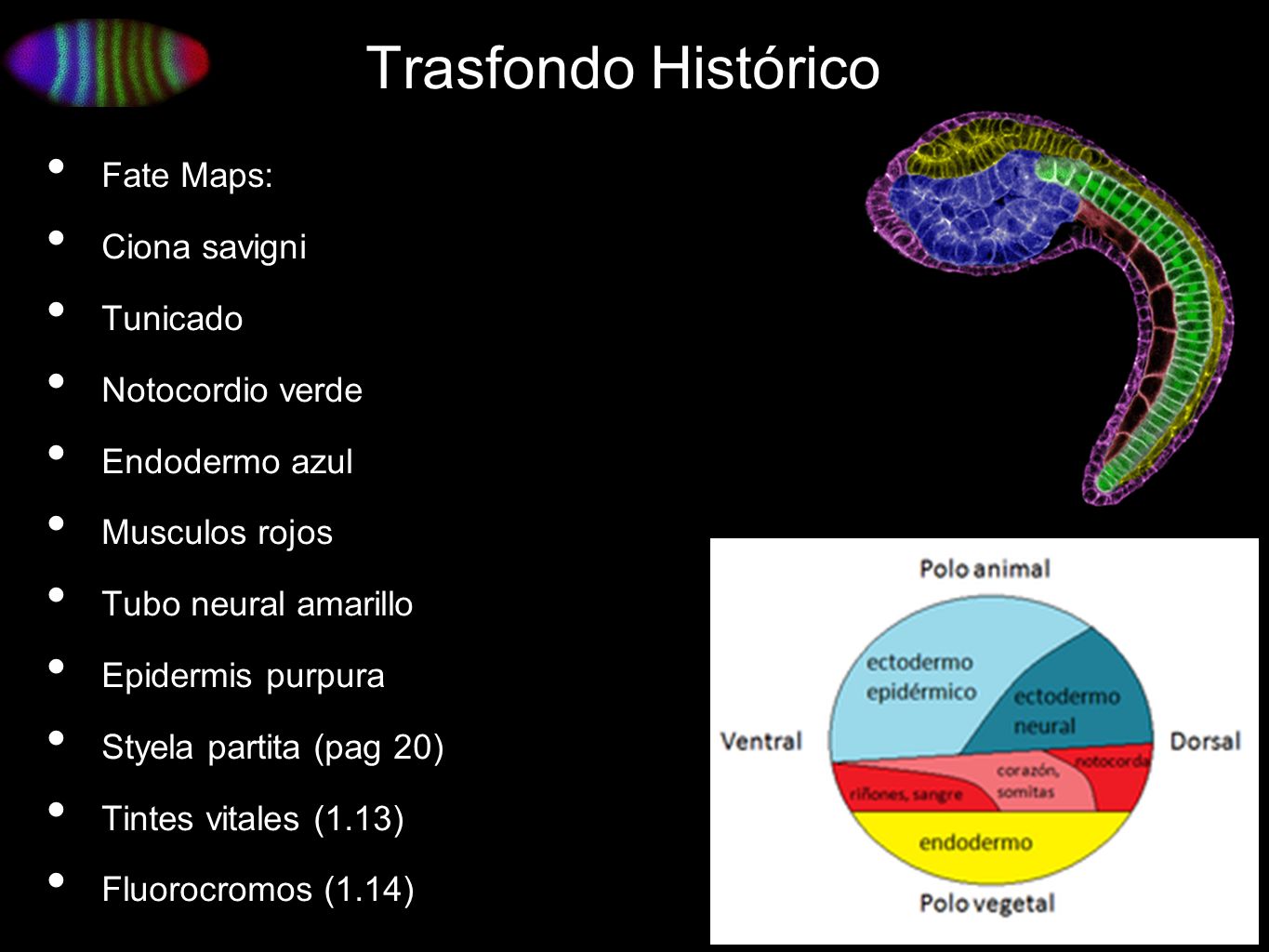 Trasfondo Histórico Fate Maps: Ciona savigni Tunicado Notocordio verde