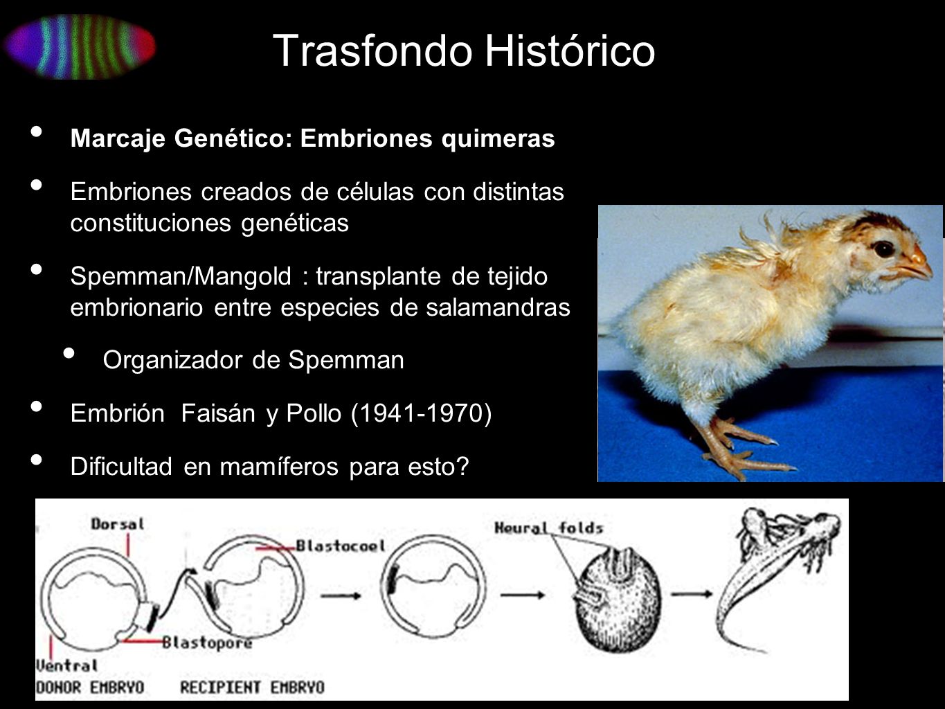 Trasfondo Histórico Marcaje Genético: Embriones quimeras