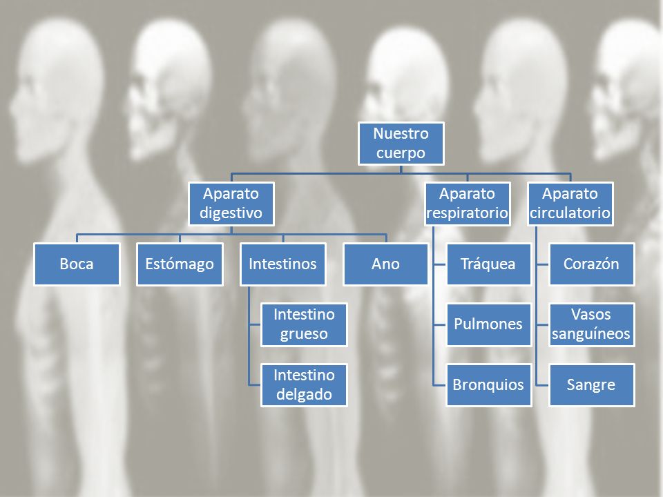 Nuestro cuerpo Aparato digestivo. Boca. Estómago. Intestinos. Intestino grueso. Intestino delgado.