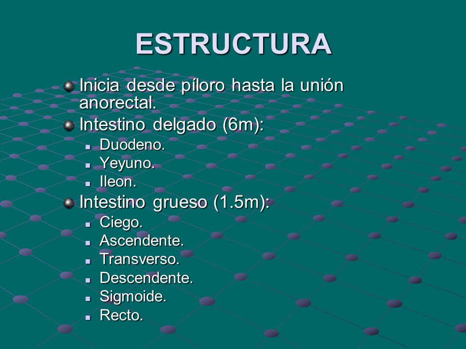 ESTRUCTURA Inicia desde píloro hasta la unión anorectal.