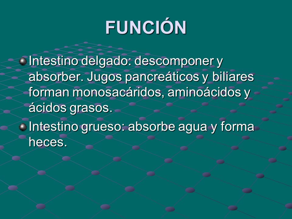 FUNCIÓN Intestino delgado: descomponer y absorber. Jugos pancreáticos y biliares forman monosacáridos, aminoácidos y ácidos grasos.