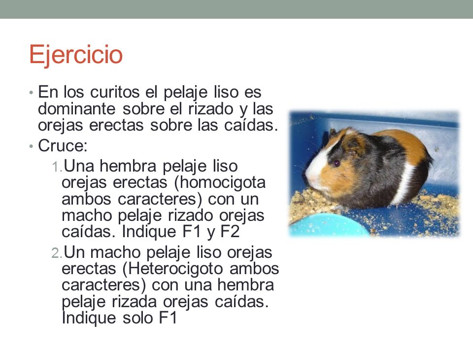 Ejercicio En los curitos el pelaje liso es dominante sobre el rizado y las orejas erectas sobre las caídas.