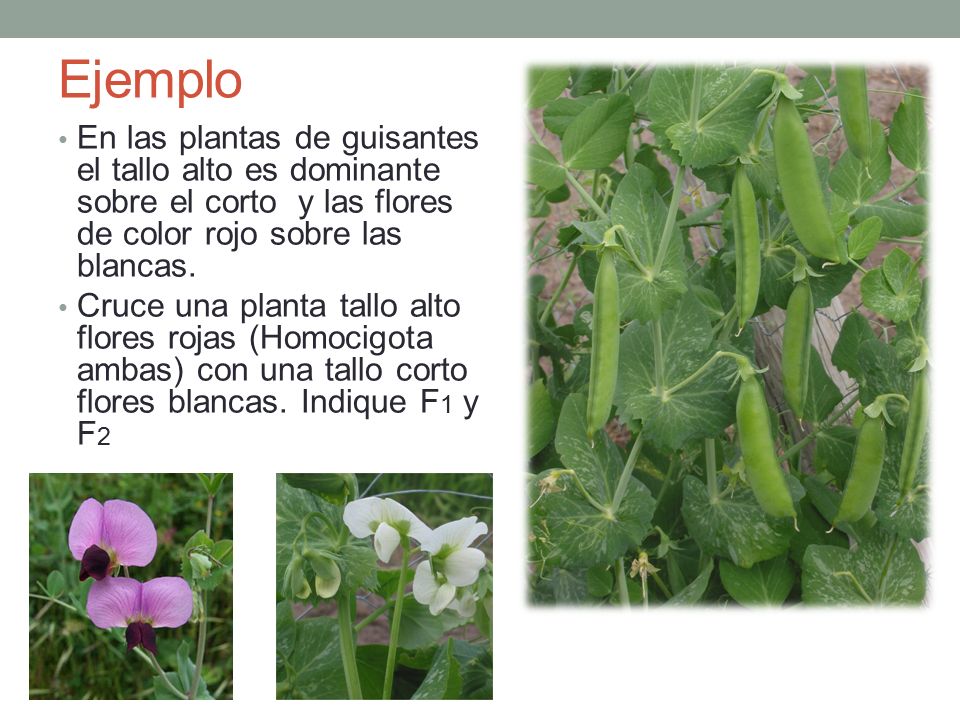 Ejemplo En las plantas de guisantes el tallo alto es dominante sobre el corto y las flores de color rojo sobre las blancas.