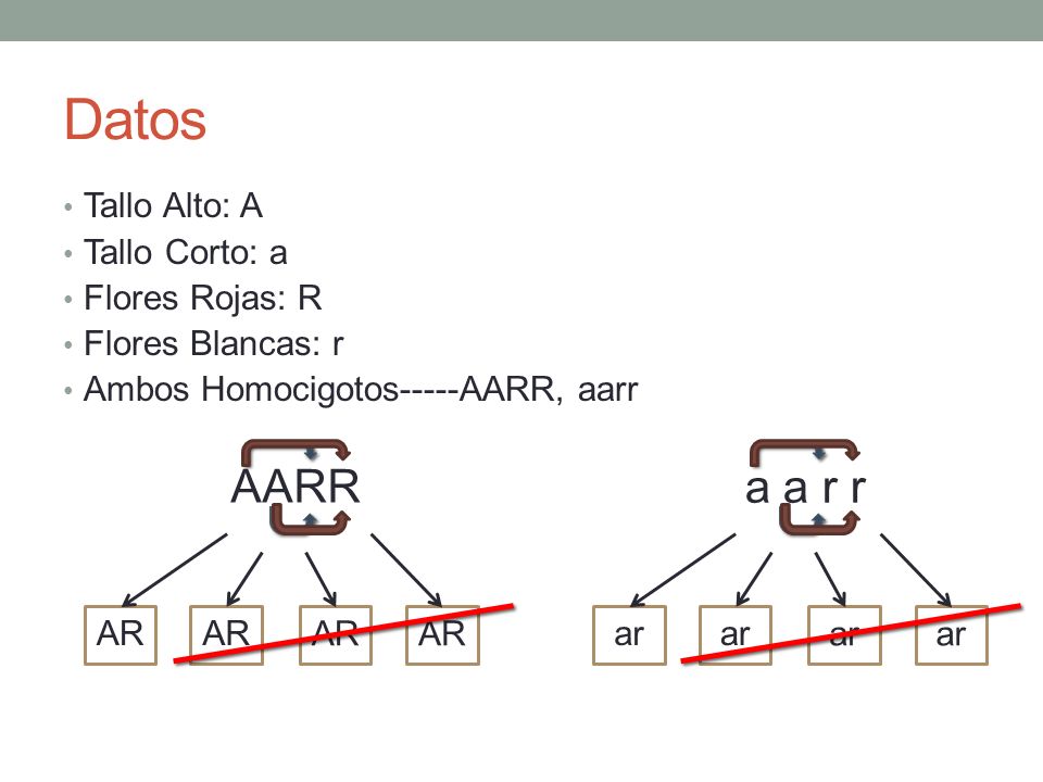 Datos AARR a a r r Tallo Alto: A Tallo Corto: a Flores Rojas: R