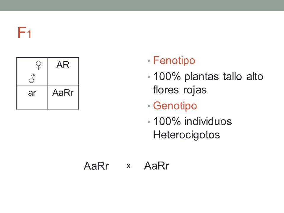 F1 Fenotipo 100% plantas tallo alto flores rojas Genotipo