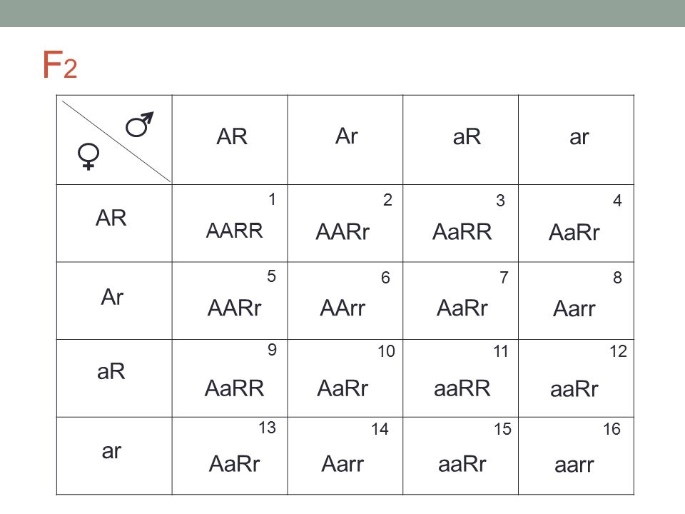 F2 AR Ar aR ar AR AARr AaRR AaRr Ar AARr AArr AaRr Aarr aR AaRR AaRr