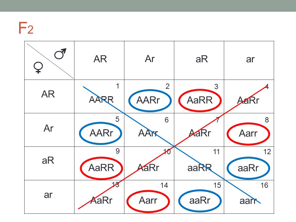 F2 AR Ar aR ar AR AARr AaRR AaRr Ar AARr AArr AaRr Aarr aR AaRR AaRr