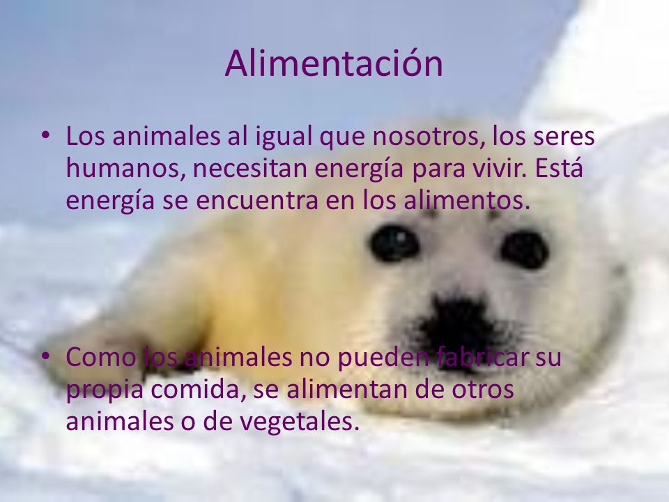 Alimentación Los animales al igual que nosotros, los seres humanos, necesitan energía para vivir. Está energía se encuentra en los alimentos.