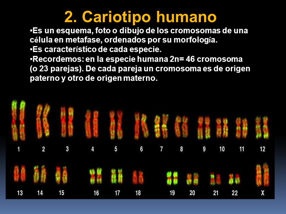 2. Cariotipo humano Es un esquema, foto o dibujo de los cromosomas de una célula en metafase, ordenados por su morfología.