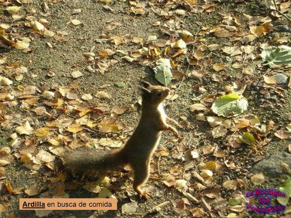 Ardilla en busca de comida