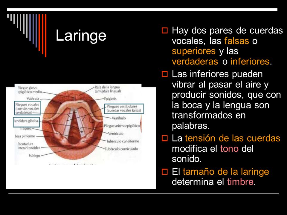 Laringe Hay dos pares de cuerdas vocales, las falsas o superiores y las verdaderas o inferiores.