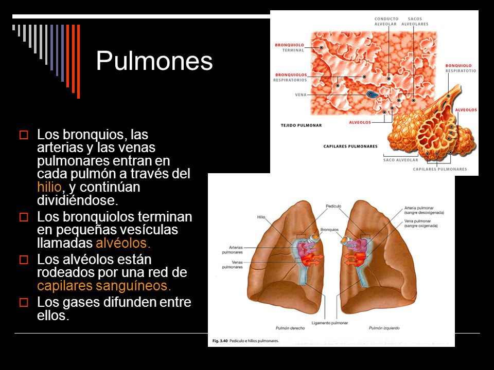 Pulmones Los bronquios, las arterias y las venas pulmonares entran en cada pulmón a través del hilio, y continúan dividiéndose.