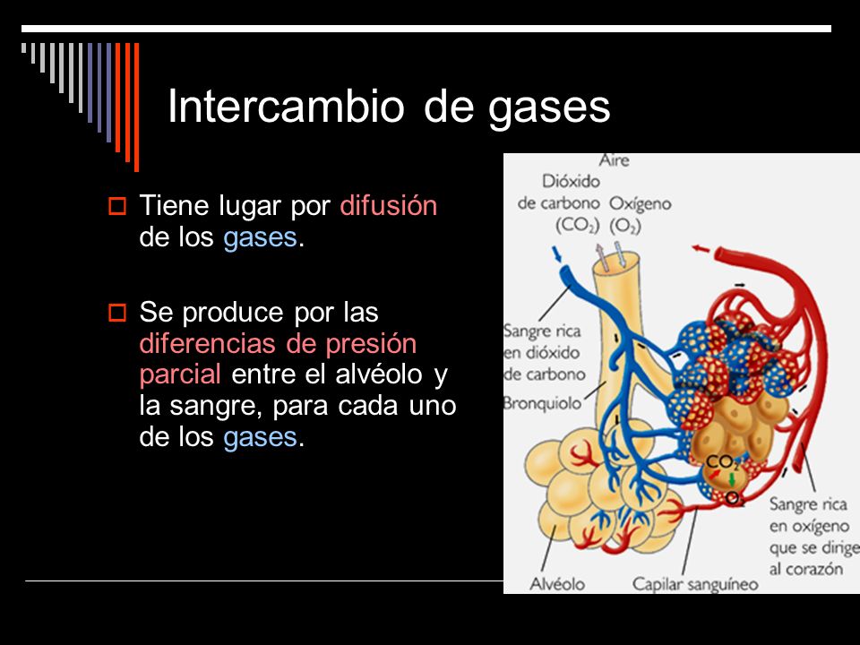 Intercambio de gases Tiene lugar por difusión de los gases.