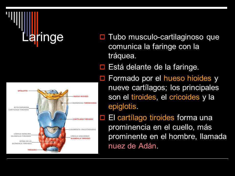 Laringe Tubo musculo-cartilaginoso que comunica la faringe con la tráquea. Está delante de la faringe.