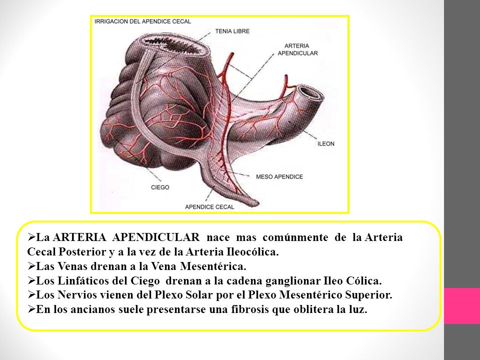 La ARTERIA APENDICULAR nace mas comúnmente de la Arteria Cecal Posterior y a la vez de la Arteria Ileocólica.
