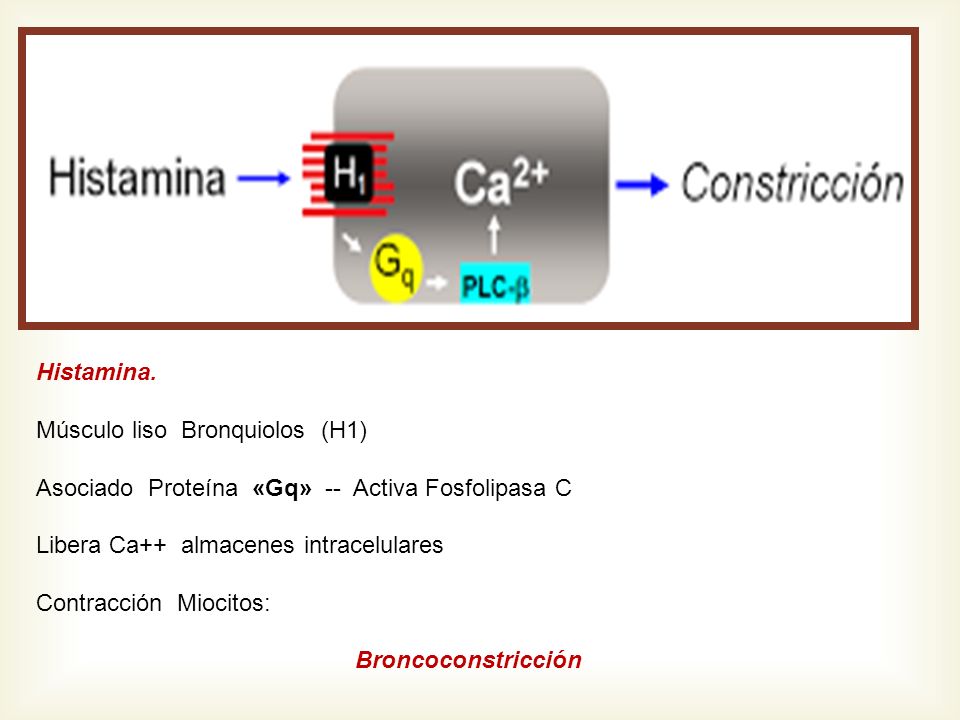 Histamina. Músculo liso Bronquiolos (H1) Asociado Proteína «Gq» -- Activa Fosfolipasa C. Libera Ca++ almacenes intracelulares.