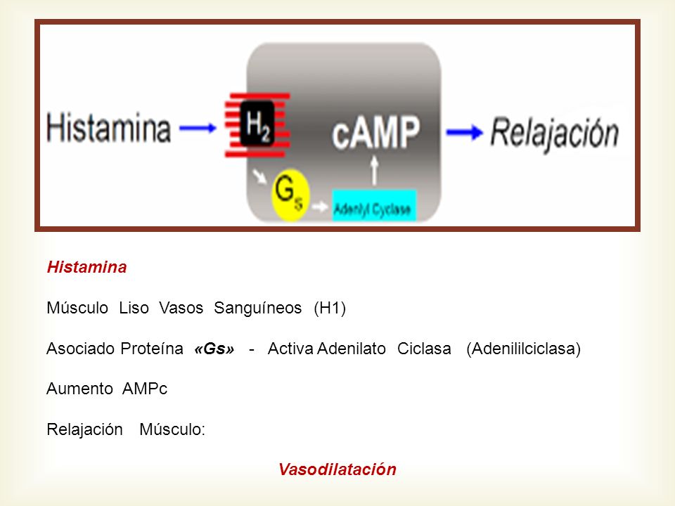 Histamina Músculo Liso Vasos Sanguíneos (H1) Asociado Proteína «Gs» - Activa Adenilato Ciclasa (Adenililciclasa)