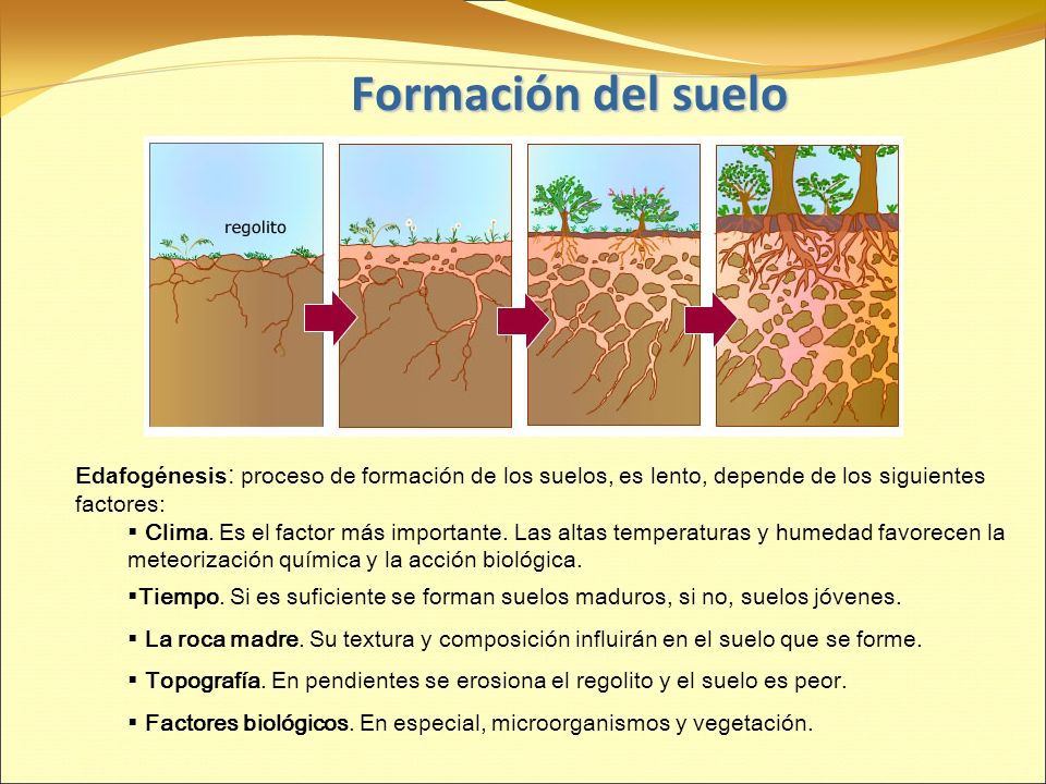 Formación del suelo Edafogénesis: proceso de formación de los suelos, es lento, depende de los siguientes factores: