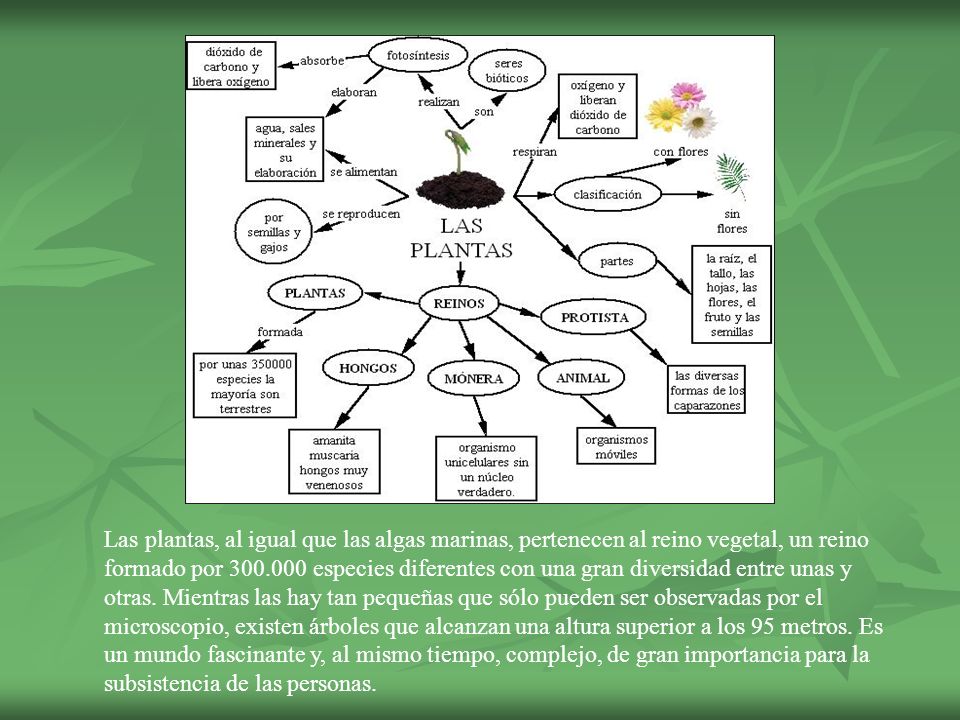 Las plantas, al igual que las algas marinas, pertenecen al reino vegetal, un reino formado por especies diferentes con una gran diversidad entre unas y otras.