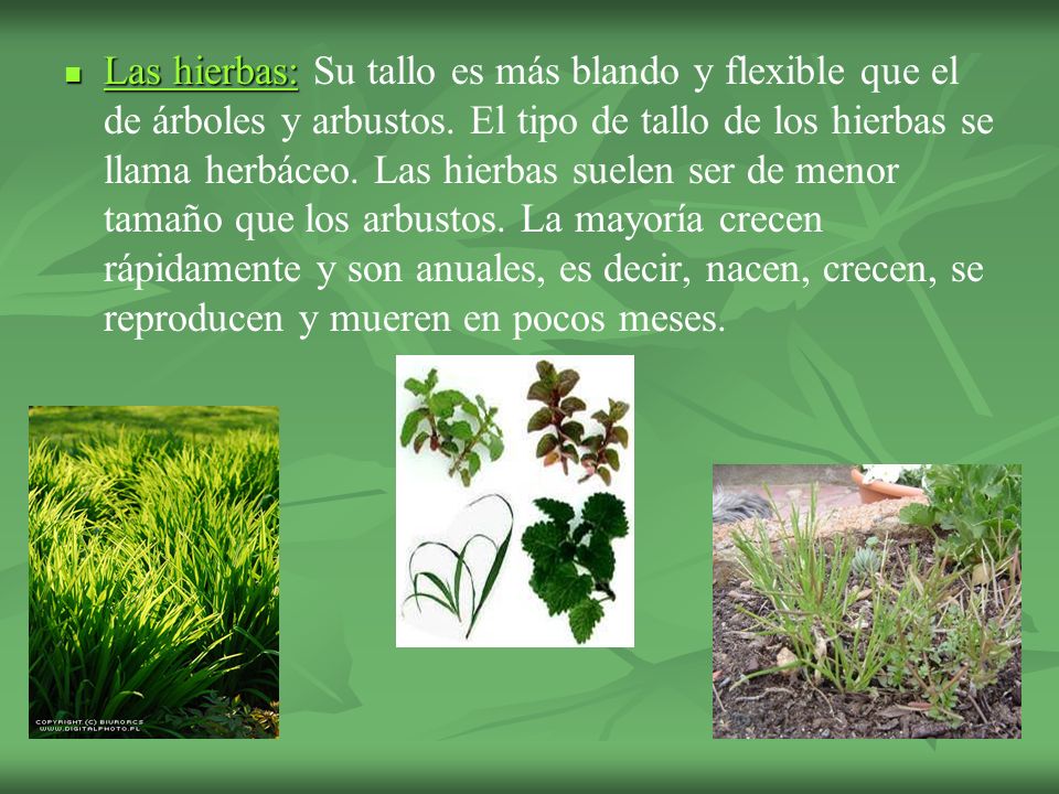 Las hierbas: Su tallo es más blando y flexible que el de árboles y arbustos.