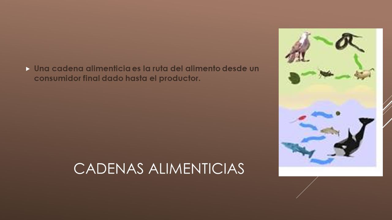 Una cadena alimenticia es la ruta del alimento desde un consumidor final dado hasta el productor.