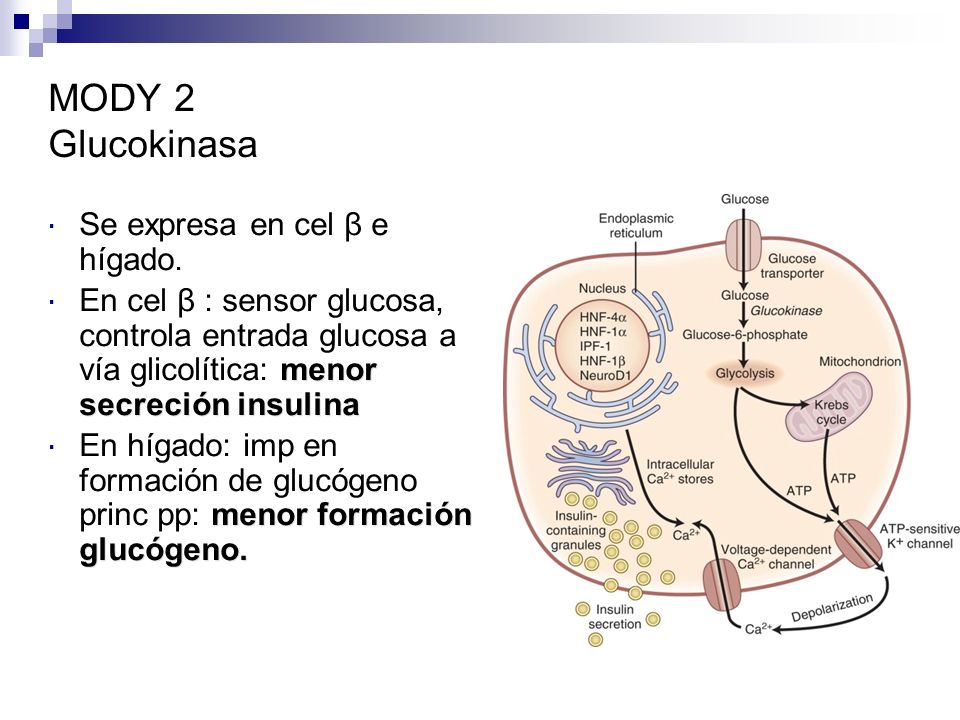 MODY 2 Glucokinasa Se expresa en cel β e hígado.