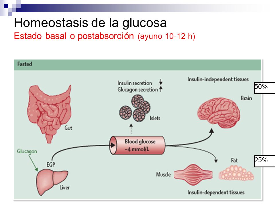 Homeostasis de la glucosa Estado basal o postabsorción (ayuno h)