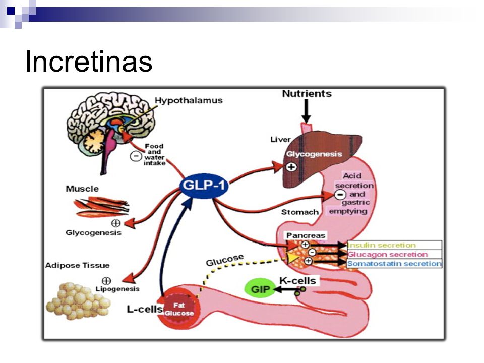 Incretinas GIP polipeptido inh gastrico se sintetiza en cel K en duodeno y yeyuno.