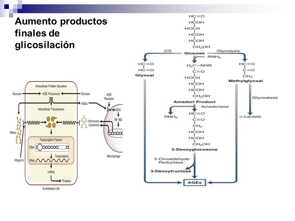 Aumento productos finales de glicosilación