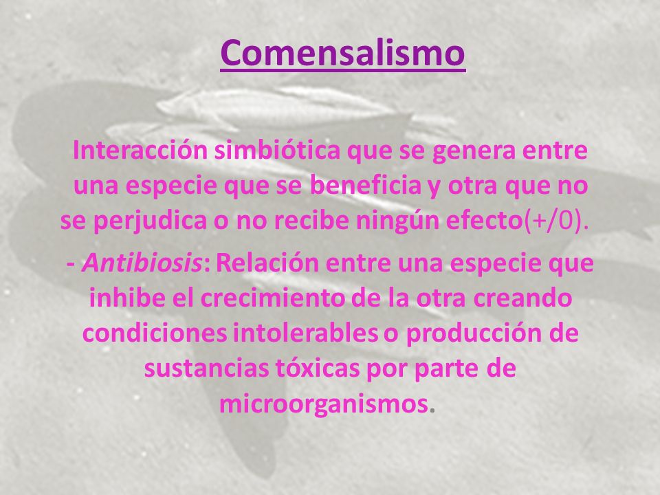 Comensalismo Interacción simbiótica que se genera entre una especie que se beneficia y otra que no se perjudica o no recibe ningún efecto(+/0).