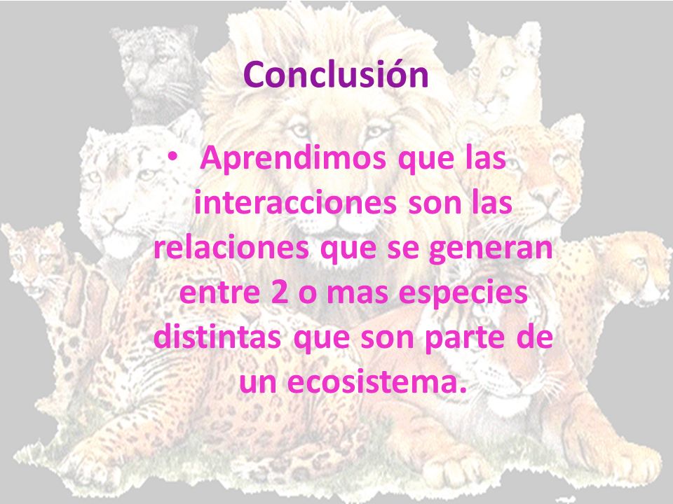 Conclusión Aprendimos que las interacciones son las relaciones que se generan entre 2 o mas especies distintas que son parte de un ecosistema.